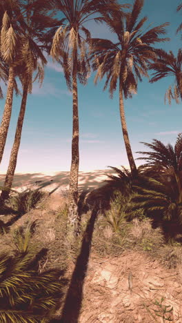 palm trees in the desert