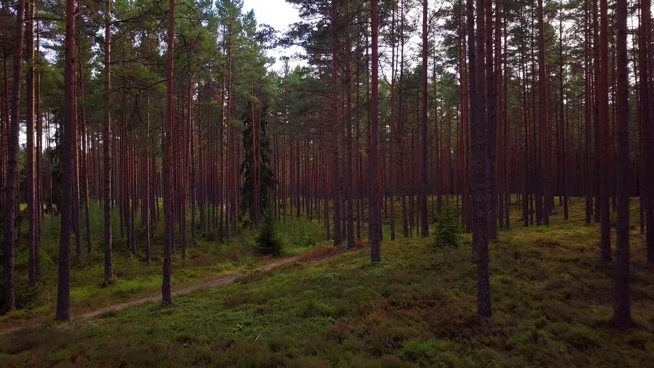 Wild pine forest with green moss and heather under the trees, slow aerial shot moving low between trees, sunny autumn day, sunrays and shadows, wide angle drone shot moving forward