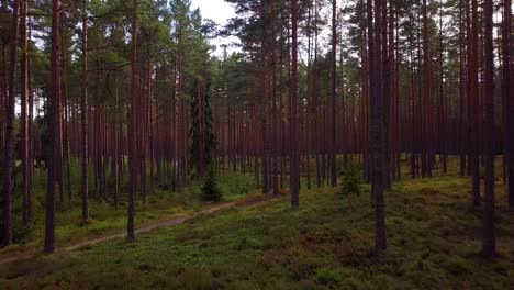 Wild-pine-forest-with-green-moss-and-heather-under-the-trees,-slow-aerial-shot-moving-low-between-trees,-sunny-autumn-day,-sunrays-and-shadows,-wide-angle-drone-shot-moving-forward