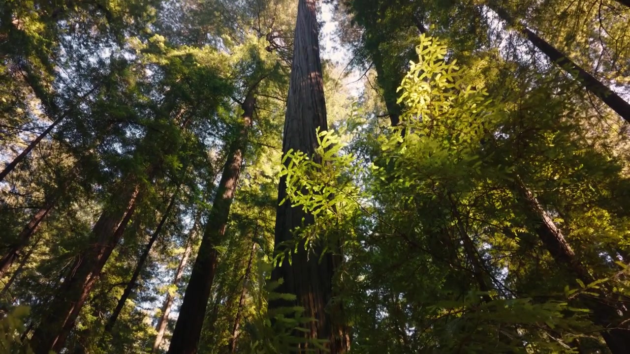 Donna che trascorre del tempo nella natura esplorando un'antica, maestosa e imponente foresta di sequoie