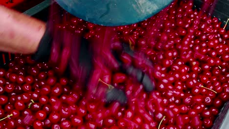 recogiendo cerezas en el huerto