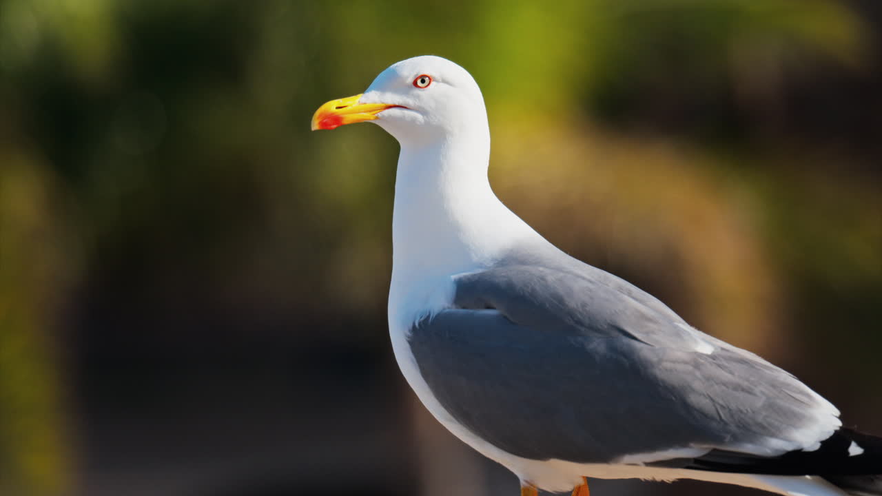 Close up of a seagull standing on a ledge with a blurred view of palm trees on a sunny day