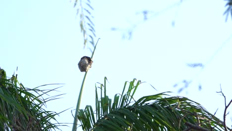 Single-female-brown-throated-sloth-holding-on-to-young-palm-leaf-swaying-in-wind