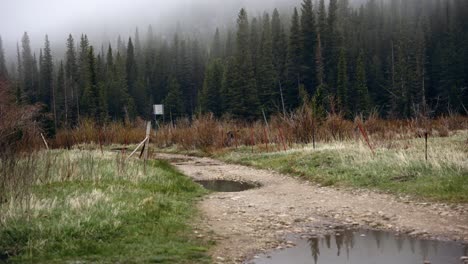 an abandoned road in the middle of a foggy, eerie forest