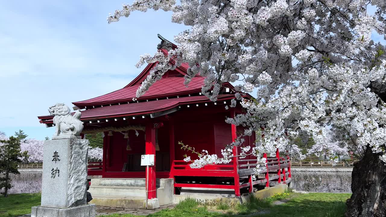 Red temple with red roof and stone lion in Sakura Park Aomori, cherry blossoms bloom