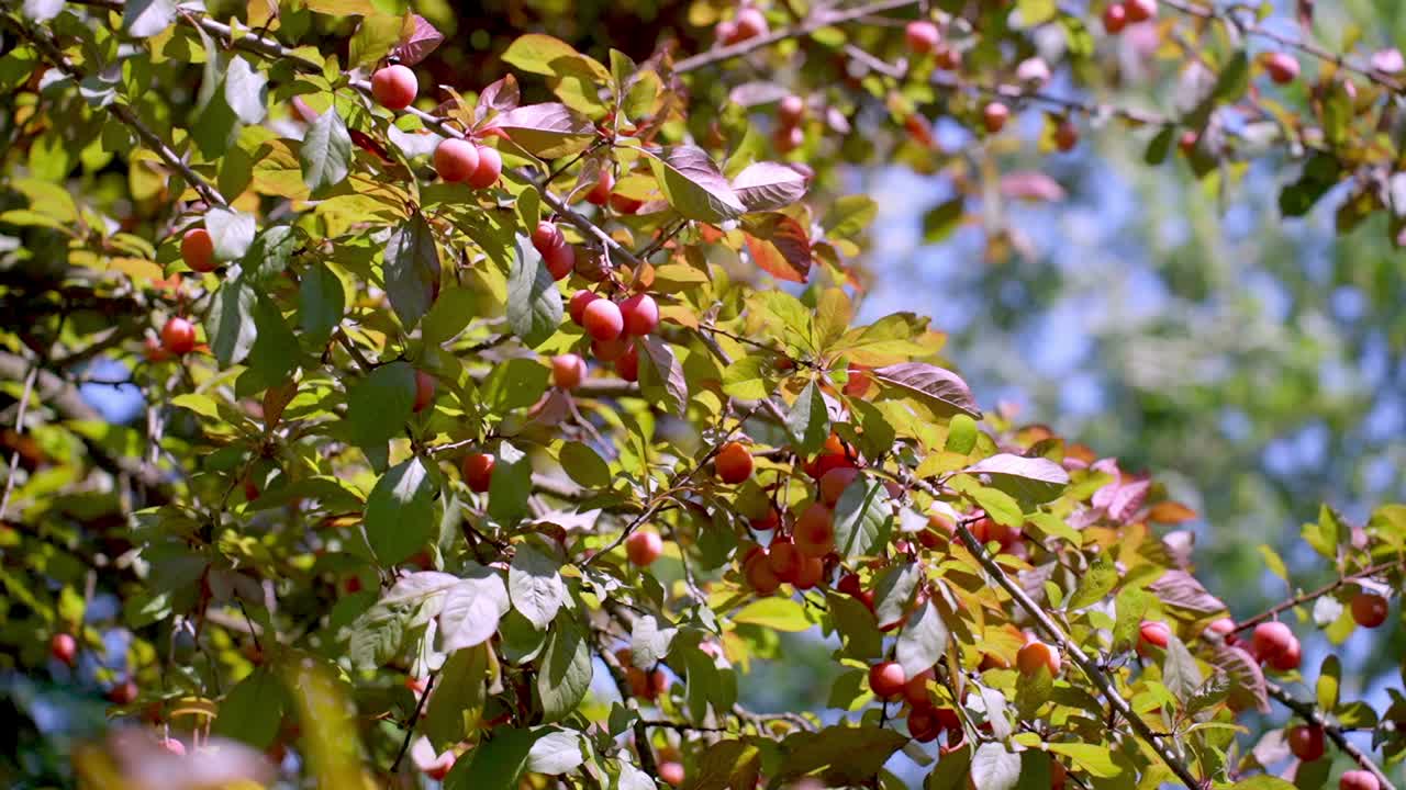Branches of a tree with ripe red fruits and green leaves in sunlight