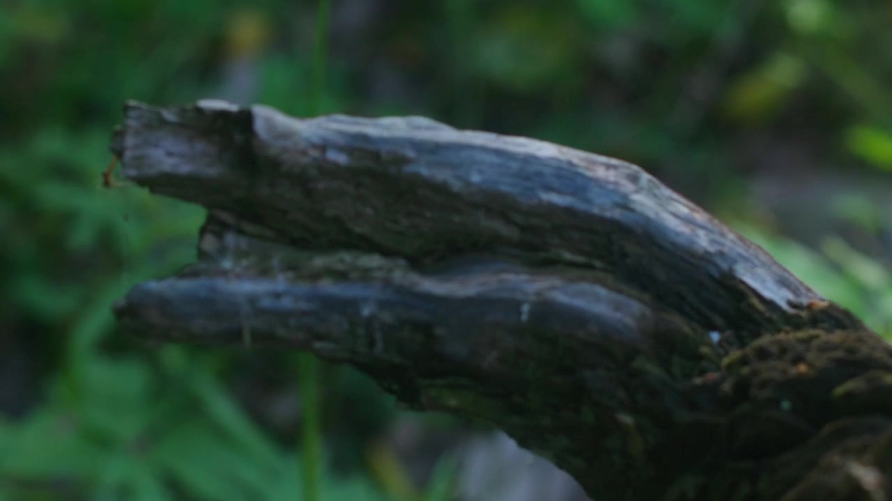 Una radice che giace nel bosco