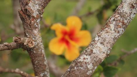 Hibiskusgelbe-Und-Rote-Hawaii-blumenwellen-Im-Wind-Neben-Baumasten