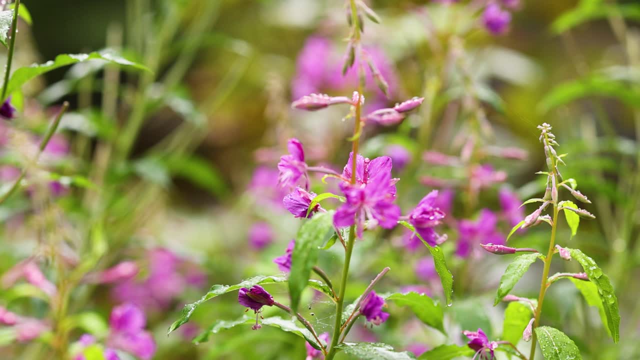 Close-up of vibrant fireweed flowers in nature