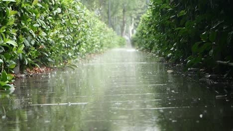 rainy day walkway