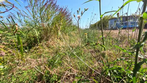 grass and building in sunny pauillac, france