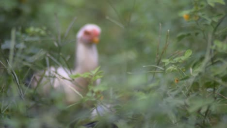 Chickens-walking-in-the-farm-during-the-day