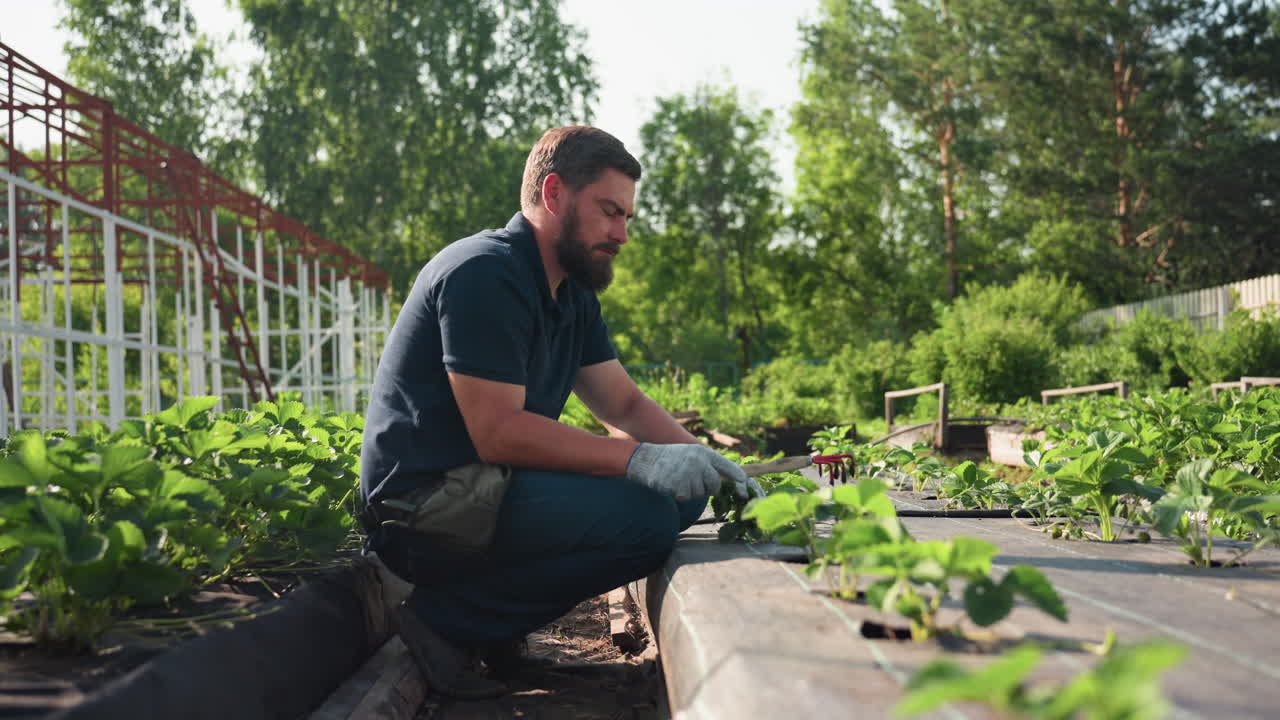 Side view agronomist squatting between raised beds works soil around green seedlings, pauses to touch back hair with gloved hand, then resumes tending under warm sun