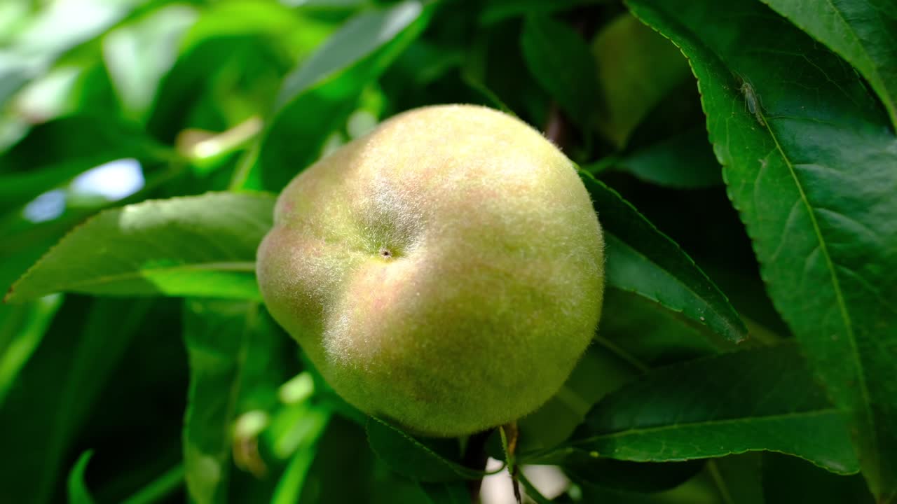 Natural fresh unripe green peach tree branches