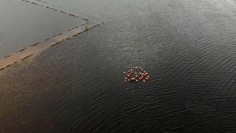 imágenes aéreas de flamencos vadeadores en este increíble lago salado