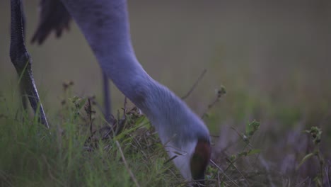 Sandhill-Crane-Pastando-En-El-Campo-De-Hierba-Al-Atardecer