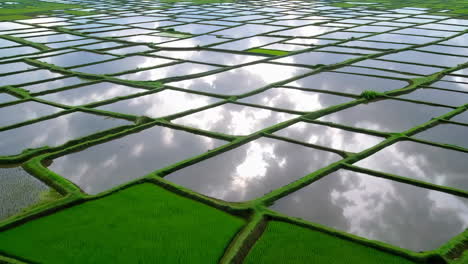 reflective rice paddies