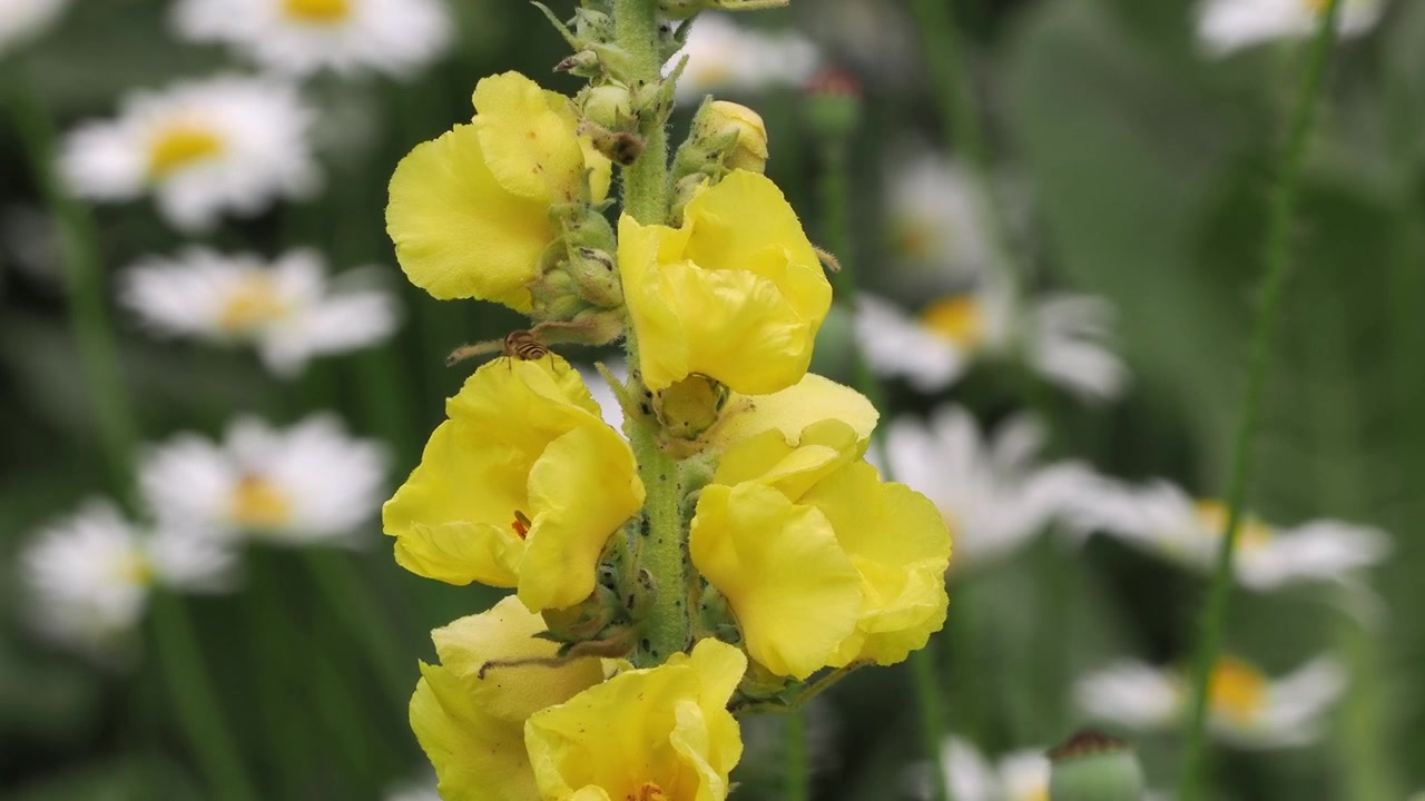Luce solare attraverso un fiore giallo di verbasco in un giardino inglese