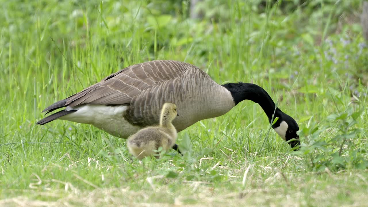 Famiglia di oche canadesi: oche adulte e un'ochetta che cercano cibo nell'erba verde