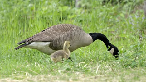 Canada Goose Family: Adult Geese and Gosling Foraging in Green Grass