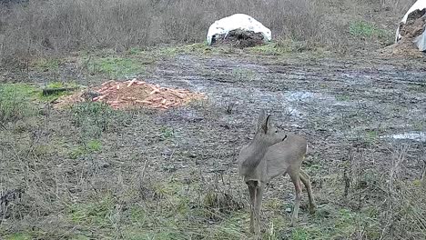 deer walking by a feeder being alert