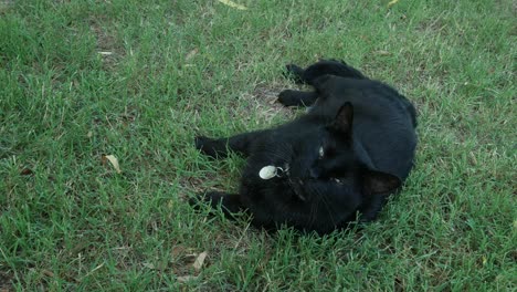 black cat in the grass