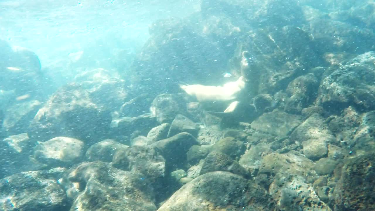 갈라파고스 섬에서 바다 사자가 순환하는 수중 사진