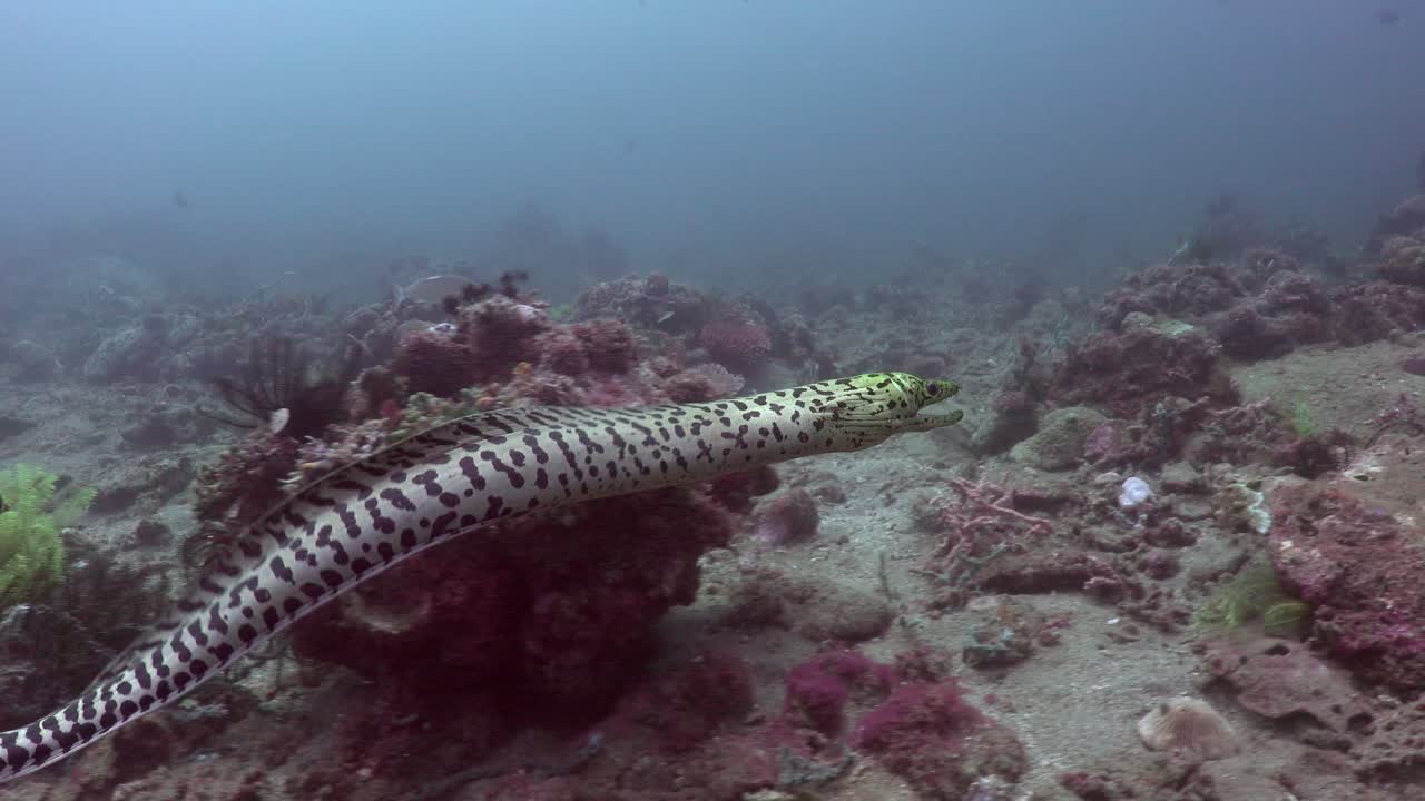 A fimbriated moray ell is swimming over a coral reef in the Maldives