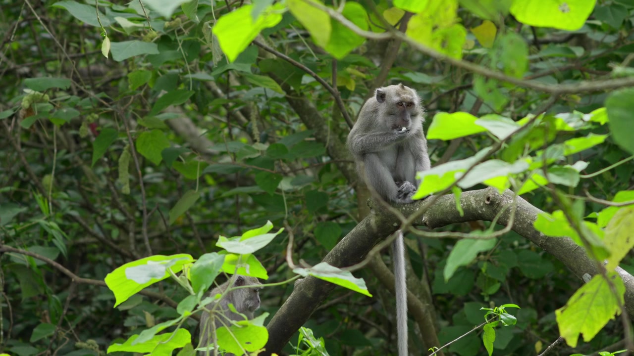 Handheld Shot Crab Eating Macaque Monkey Eat Food on Tree Branch in Tropical Forest Nature