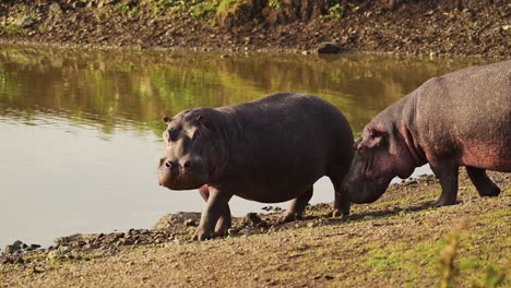 slow motion shot of hippo, hippopotamus on mara river bank in low sun sunlight near water african wildlife in maasai mara national reserve, kenya, africa safari animals in masai mara