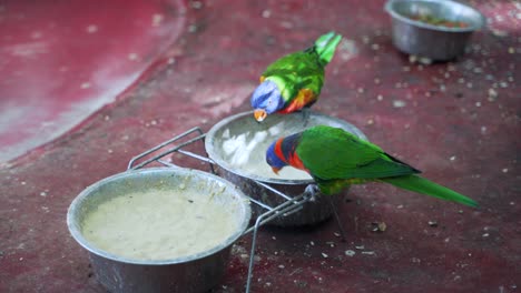 two lorikeets eats from a bowl