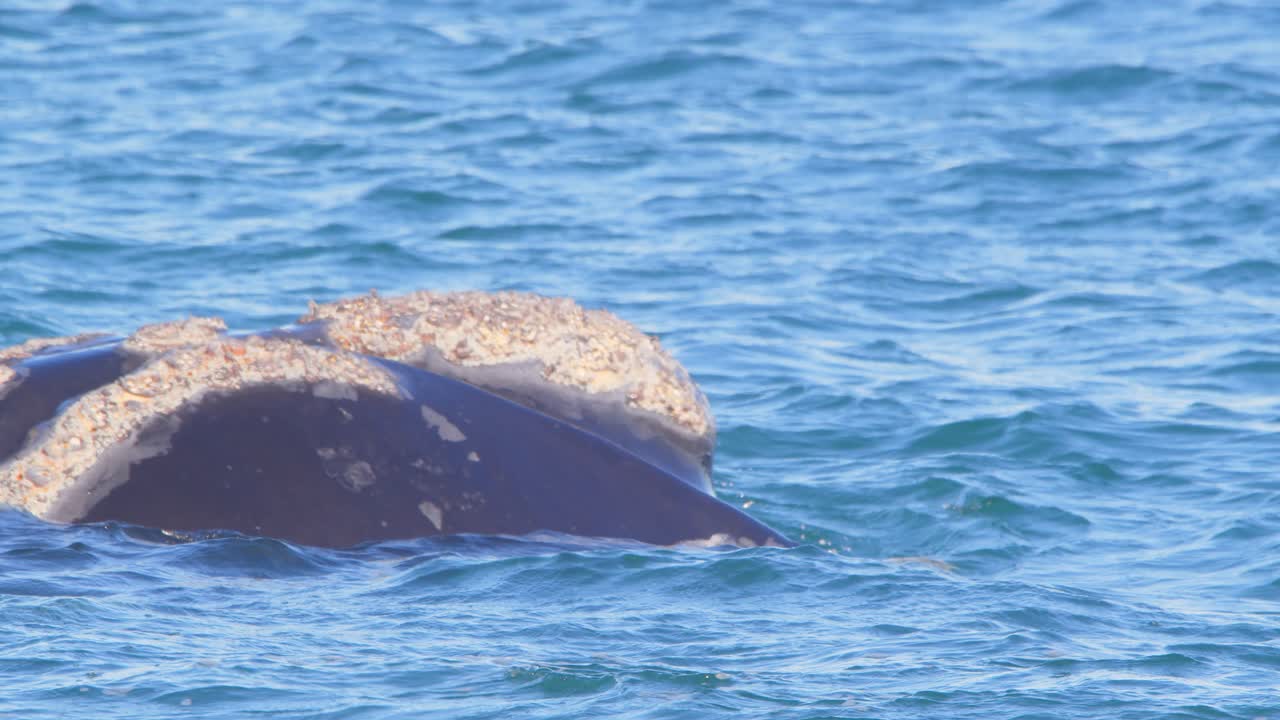 물 표면 에서 떠다니고 수영 하는 오른쪽 고래 의 느린 움직임 의 측면 뷰
