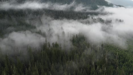 An-old-growth-forest-with-low-lying-fog-revelling-a-second-growth-plantation