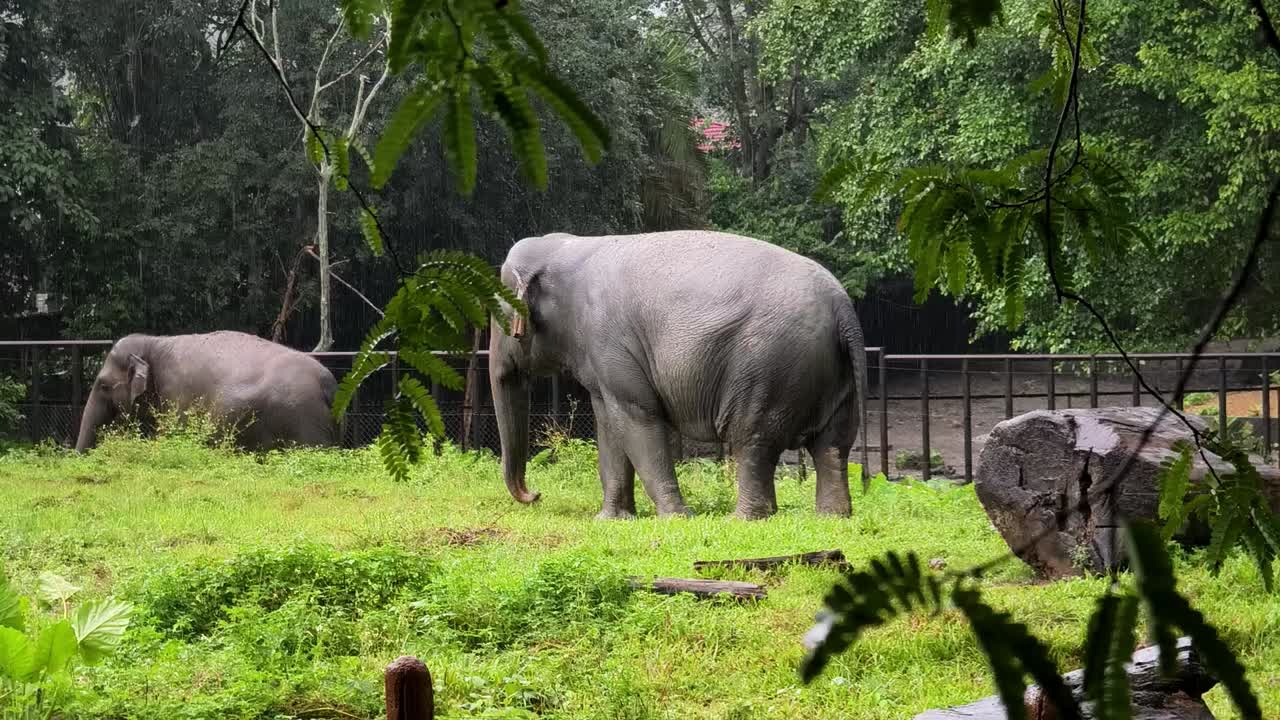 비가 많이 내리는 동물원 에서 코끼리 들