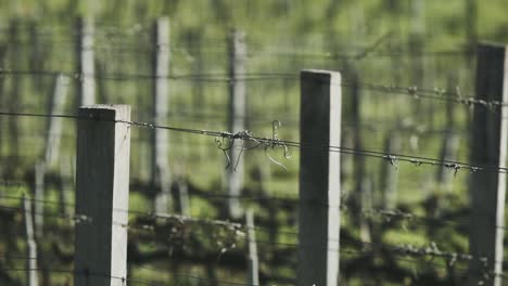 viñedo abandonado pero preparado en el campo