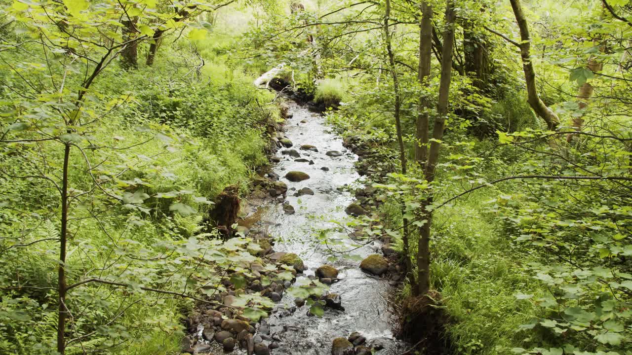 Lille bæk flyder gennem frodig grøn skov, Derbyshire, Storbritannien