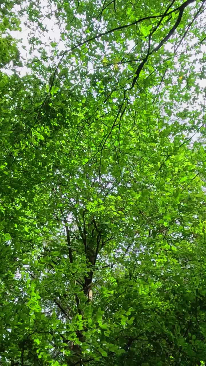 el dosel de un árbol verde exuberante en un entorno natural