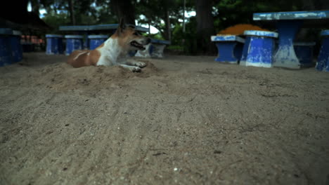 Perro-Tirado-En-La-Playa-Y-Mirando-Alrededor