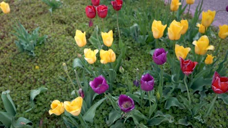 tulipanes tiempo michigan holanda cultura holandesa flores flores 4k