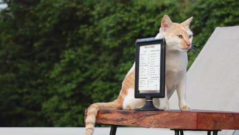 cat touching screen of digital tablet outdoors