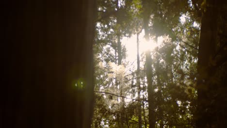 Slide-shot-of-a-sunset-breaking-through-the-leaves-in-Kyoto,-Japan-4K-slow-motion