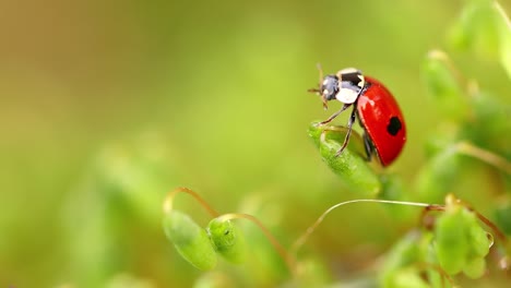 Close-up-wildlife-of-a-ladybug-in-the-green-grass-in-the-forest