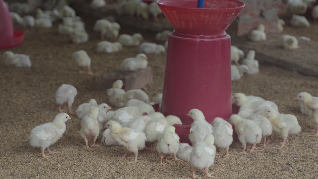 There are baby chickens in the poultry farm.