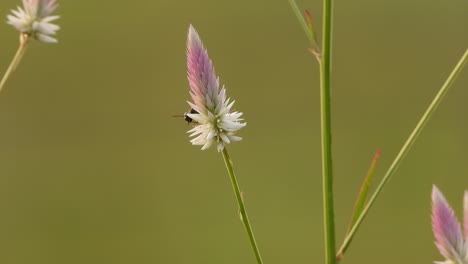 bee in grass finding food