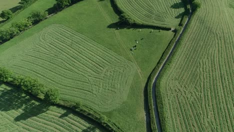 aerial over a field full of life