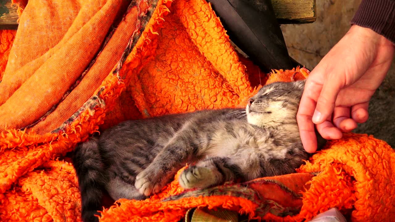 hombre acariciando al gato
