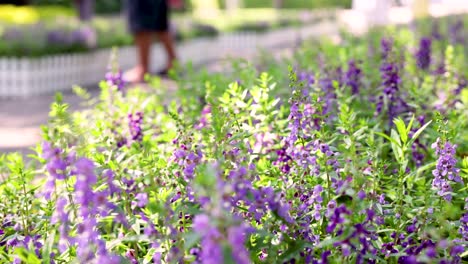 flores púrpuras en un parque