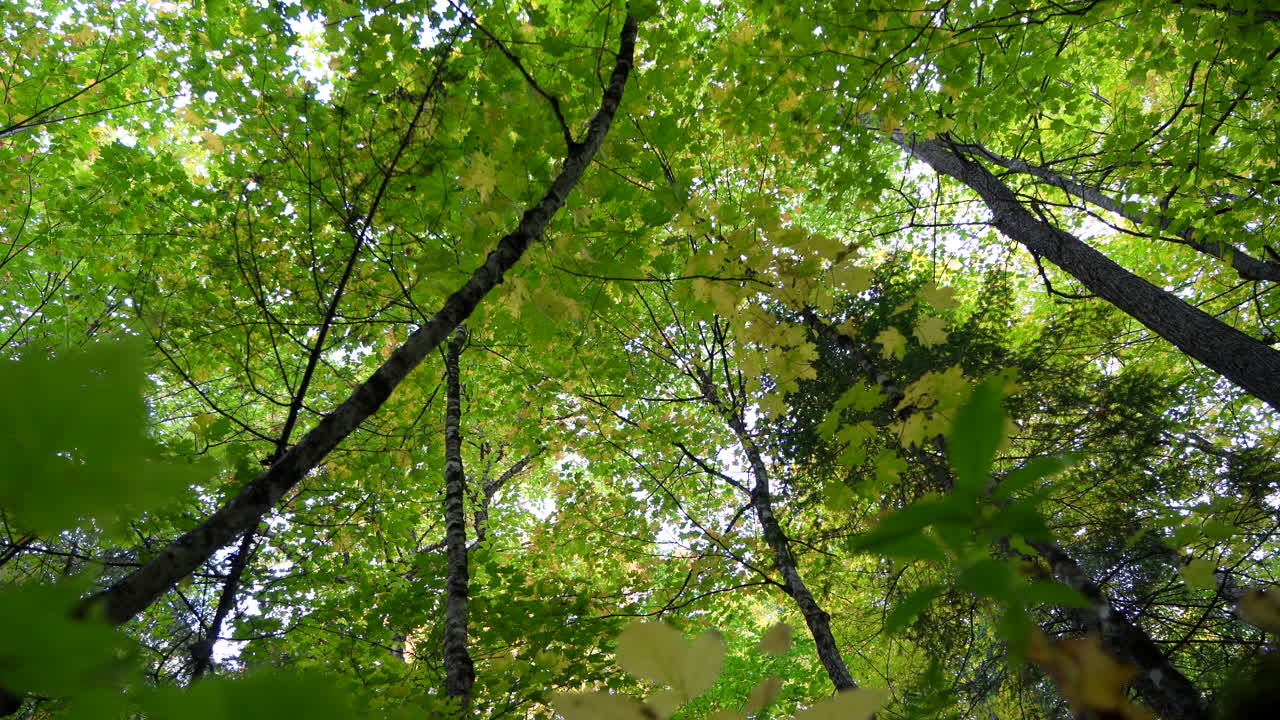 Close-up pan of nature in a mixed forest from an insect’s perspective in Mauricie, Quebec, Canada. Autumn foliage, moss, and forest details create an immersive natural scene