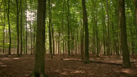 Panning-shot-of-deciduous-trees-in-the-forest-in-sunny-day