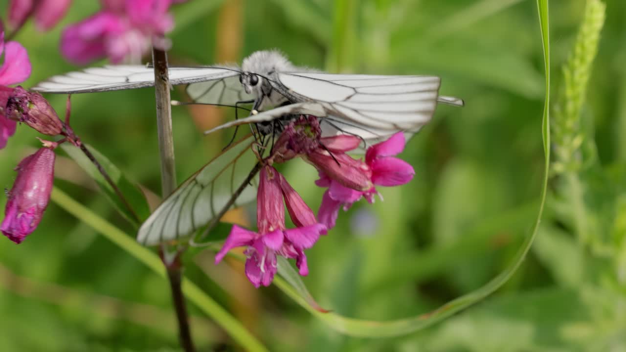 Accoppiamento di farfalle. La farfalla Aporia crataegi, nota come cavolaia del biancospino, è una grande farfalla della famiglia delle Pieridae